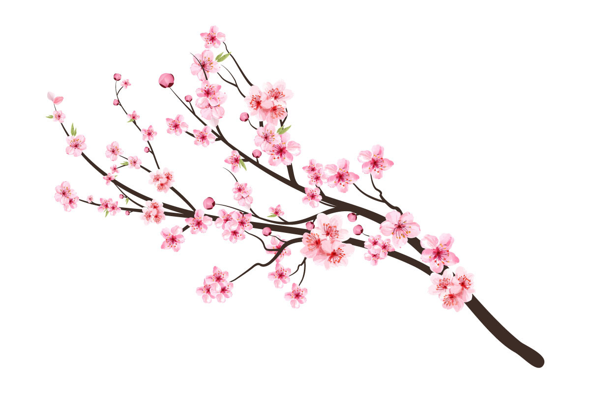 Cherry Blossom Tree Branch With Sakura